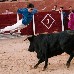 foto de los novillos