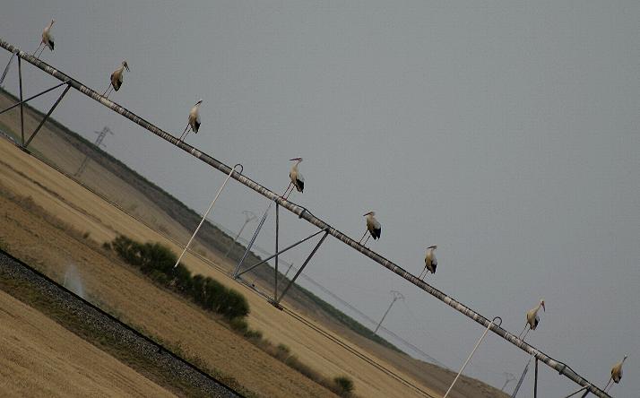 foto de animales