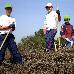 foto de asociaci�n orop�ndola