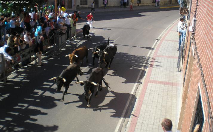 foto de los novillos