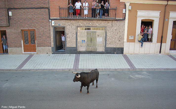 foto de los novillos