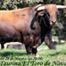 foto de Asoc. El Toro de Nava