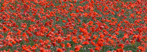 foto asociada al texto