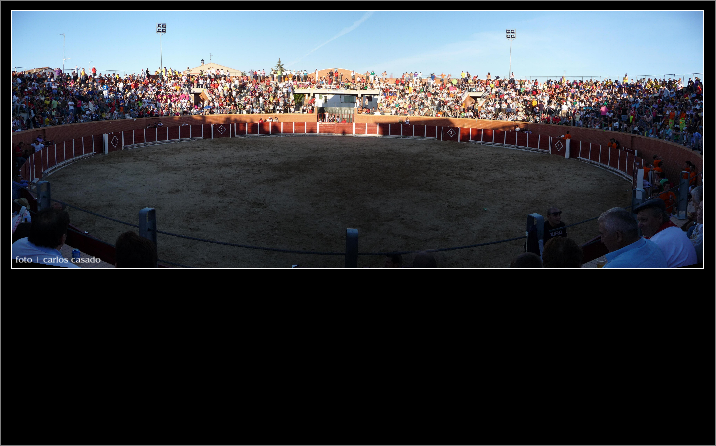 foto de los novillos