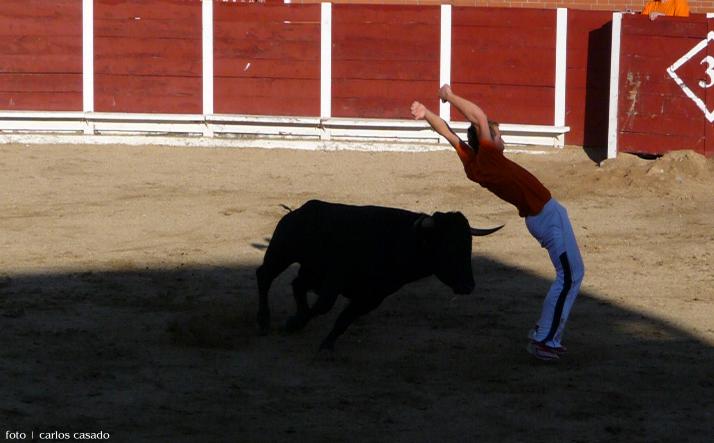 foto de los novillos