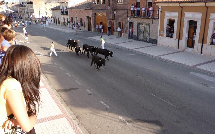 foto de los novillos