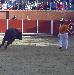 foto de los novillos