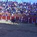 foto de los novillos