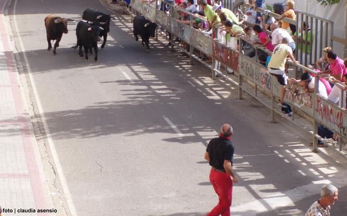 foto de los novillos