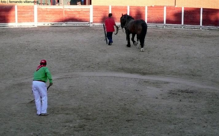 foto de los novillos