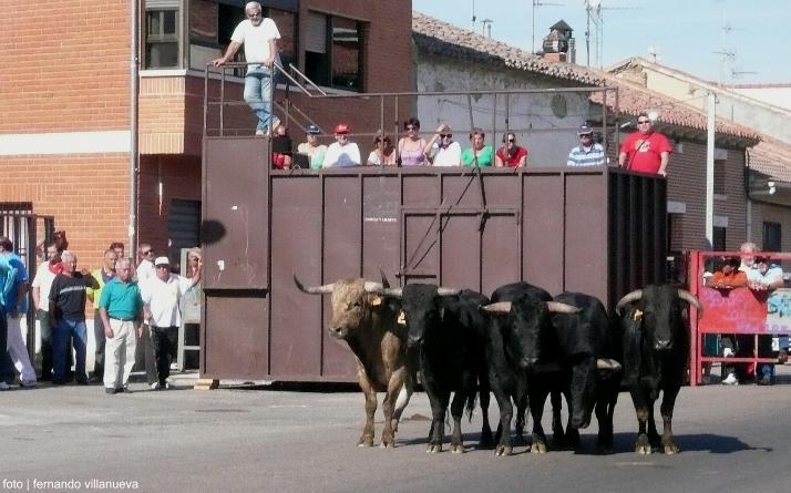 foto de los novillos