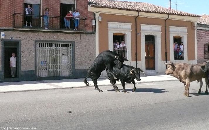 foto de los novillos