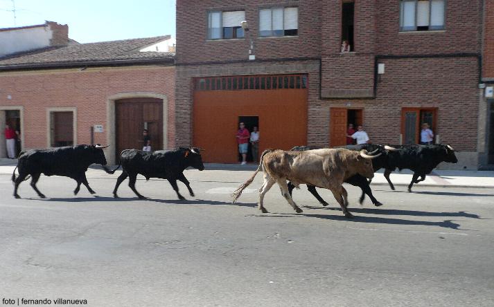 foto de los novillos