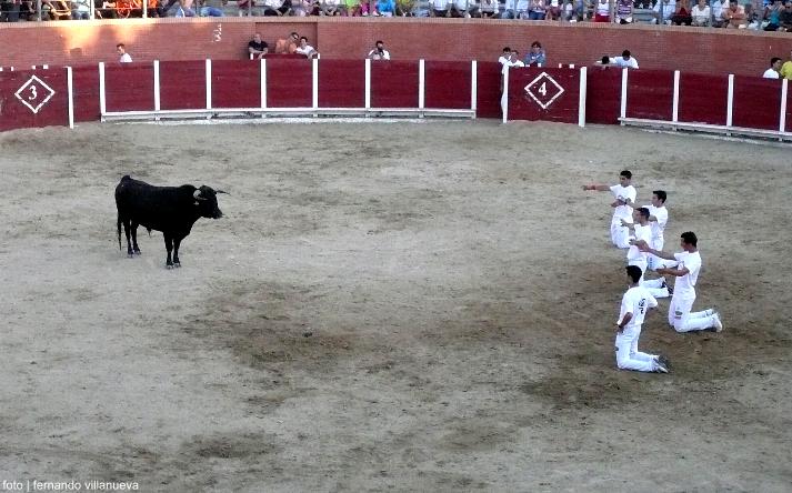 foto de los novillos