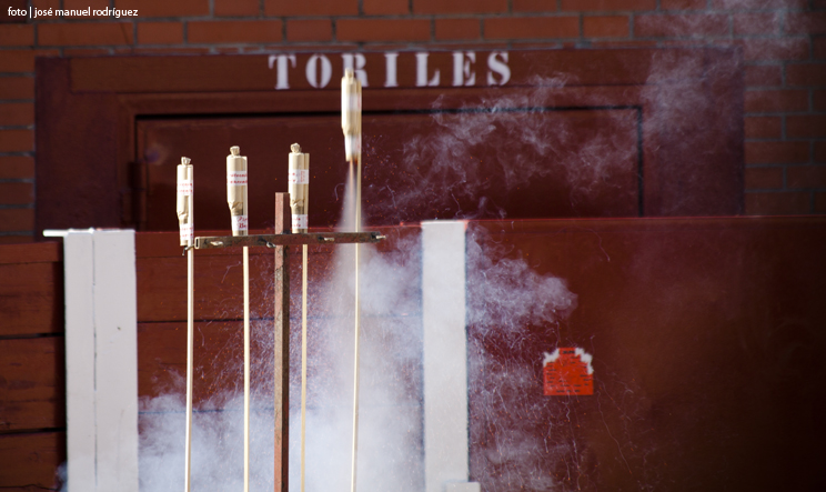 foto de los novillos