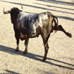 foto de Asoc. El Toro de Nava