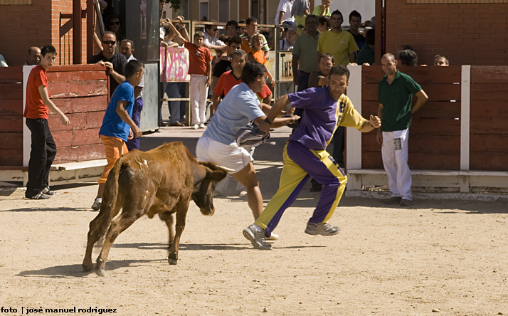 foto de los novillos