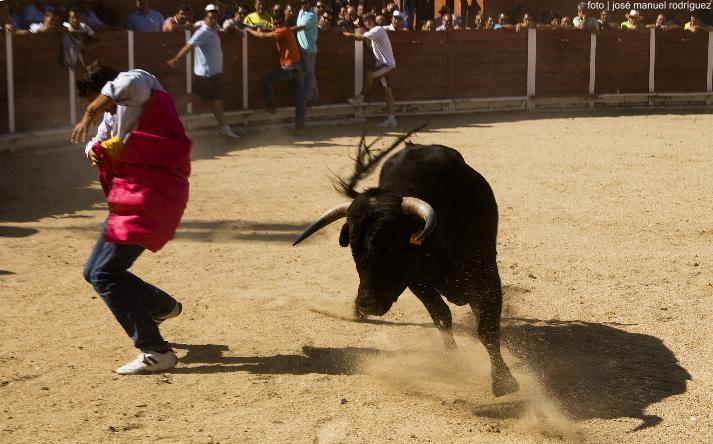 foto de los novillos