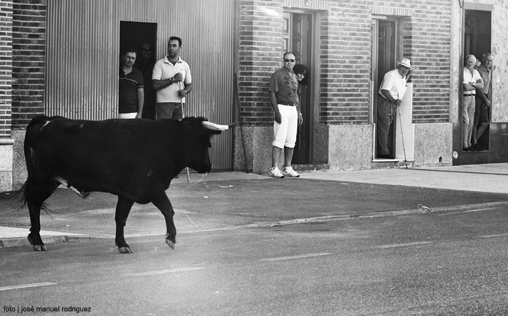 foto de los novillos