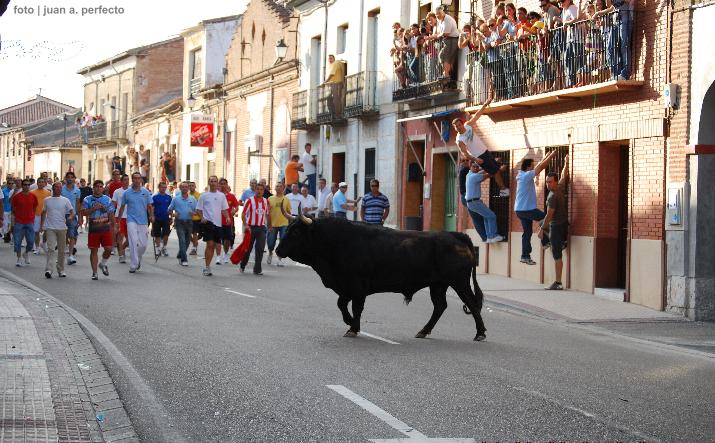 foto de los novillos