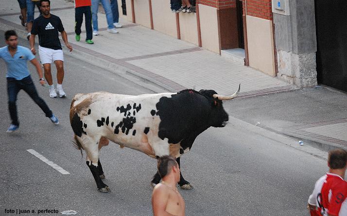 foto de Toro de la Nava