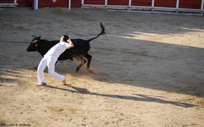 foto de los novillos