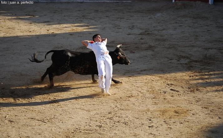 foto de los novillos