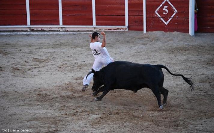 foto de los novillos