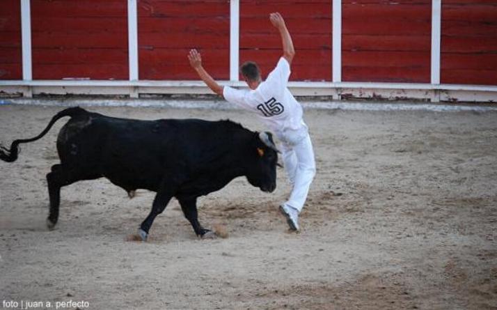 foto de los novillos