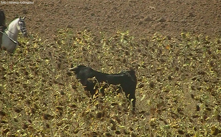 foto de los novillos