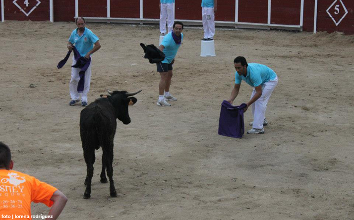 foto de los novillos