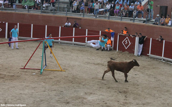 foto de los novillos