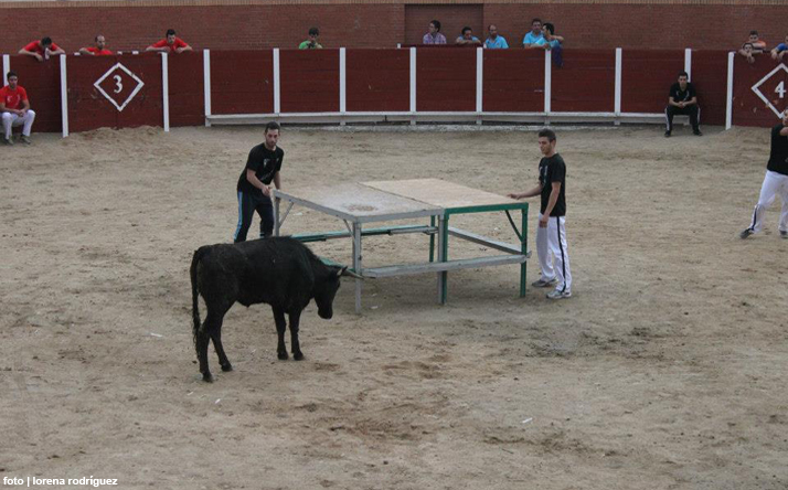 foto de los novillos
