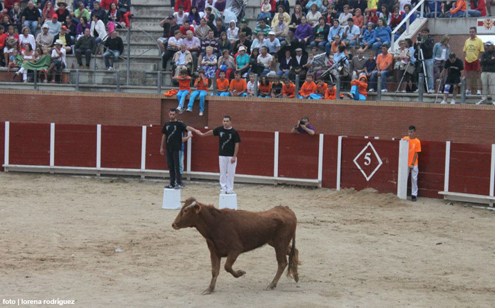 foto de los novillos