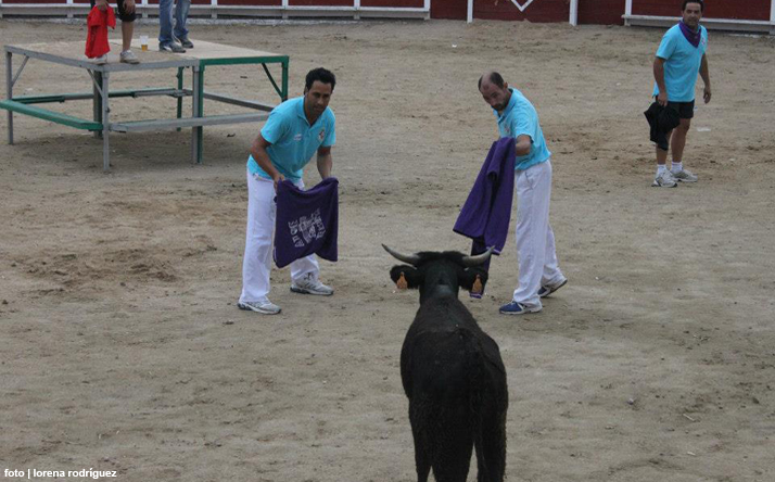 foto de los novillos