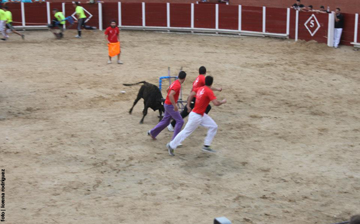 foto de los novillos