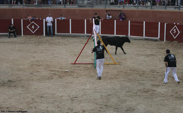 foto de los novillos