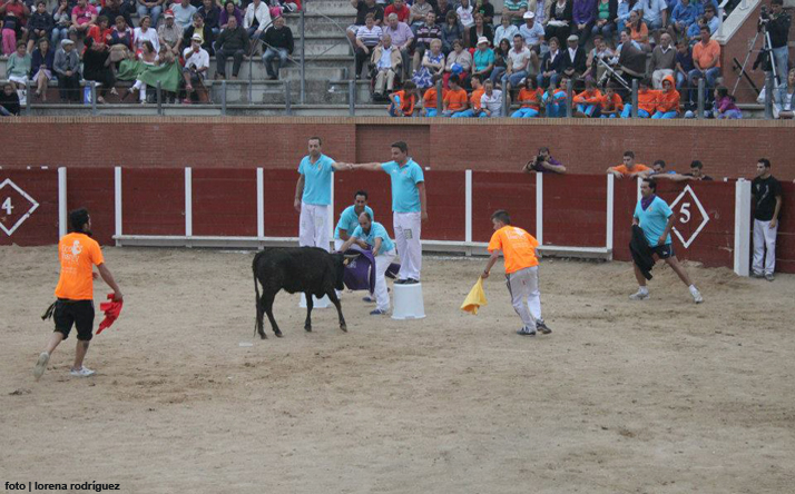 foto de los novillos