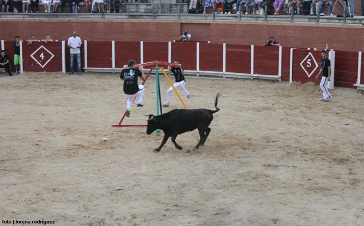 foto de los novillos