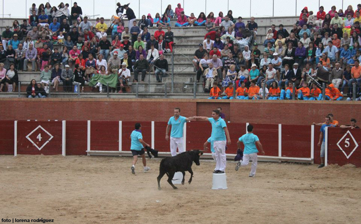 foto de los novillos