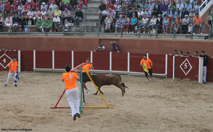 foto de los novillos