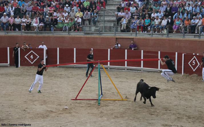 foto de los novillos