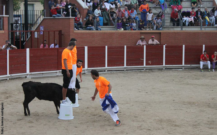 foto de los novillos