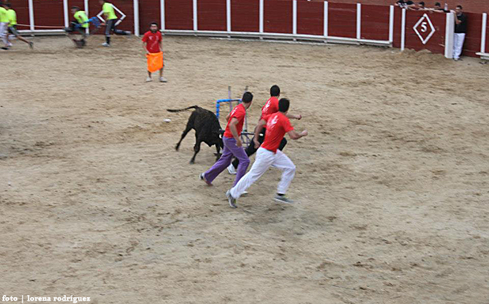 foto de los novillos