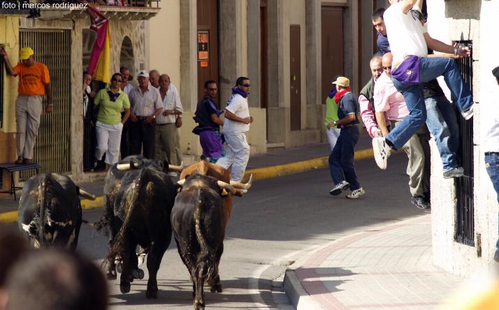 foto de los novillos