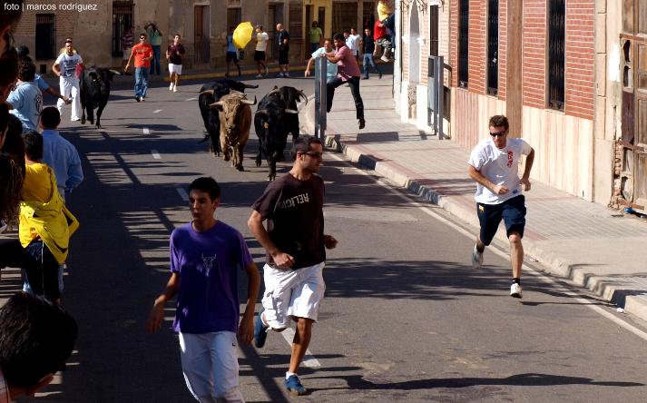 foto de los novillos