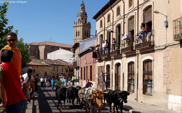 foto de los novillos