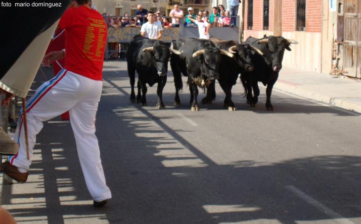 foto de los novillos