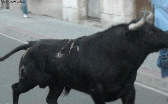 foto de Toro de la Nava