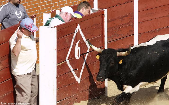 foto de los novillos